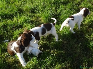 English Springer Spaniel dogs - Advert 28