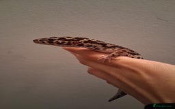 Leopard Gecko reptiles for sale: Male leopard gecko - Image 2