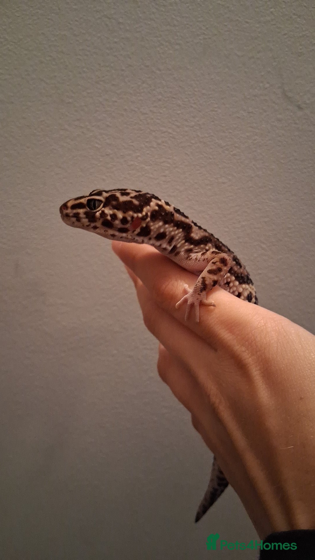 Leopard Gecko reptiles for sale: Male leopard gecko - Image 2