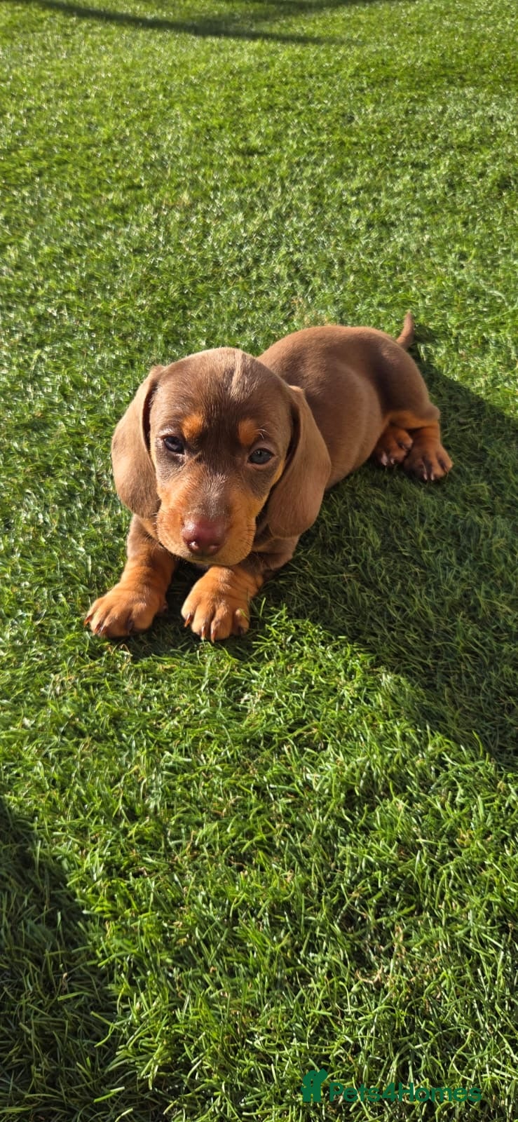 Miniature Dachshund dogs KC registered READY TO GO  - Advert 7