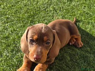 Miniature Dachshund dogs KC registered READY TO GO - Advert 7