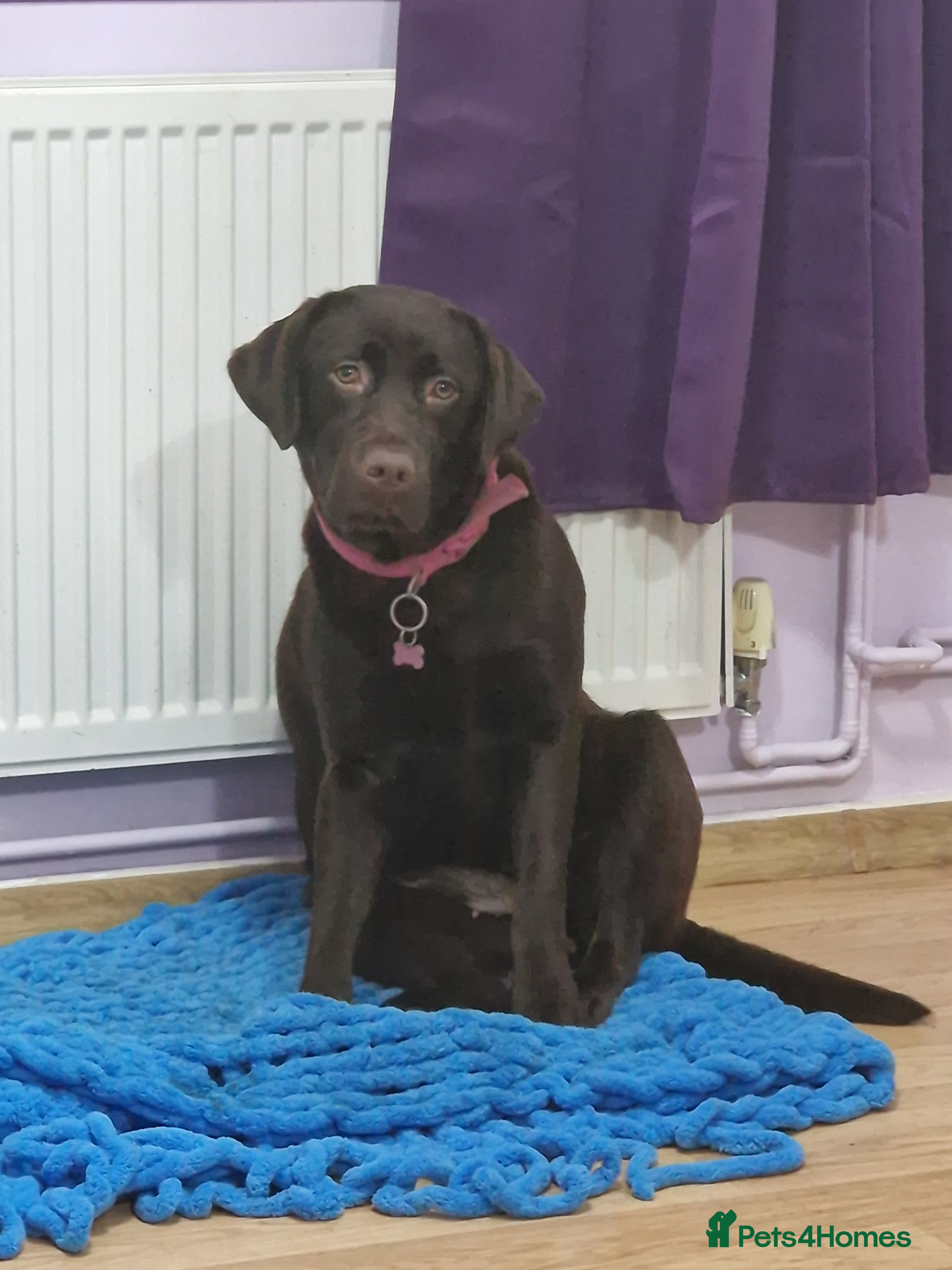 Labrador Retriever dogs Cookie - Advert 1