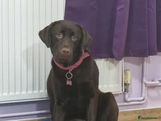 Labrador Retriever dogs Cookie - Advert 2