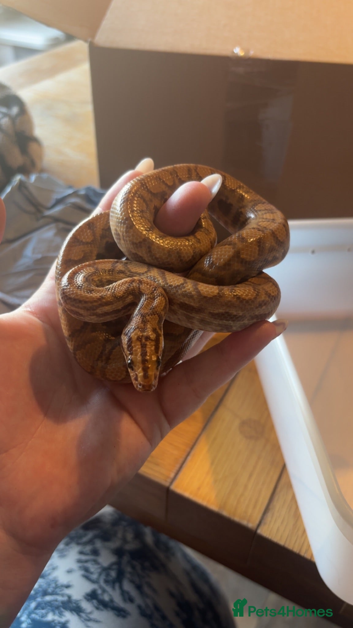 Mixed Breed reptiles Animal collection  - Advert 4