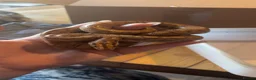Mixed Breed reptiles for sale: Animal collection  - Advert 1