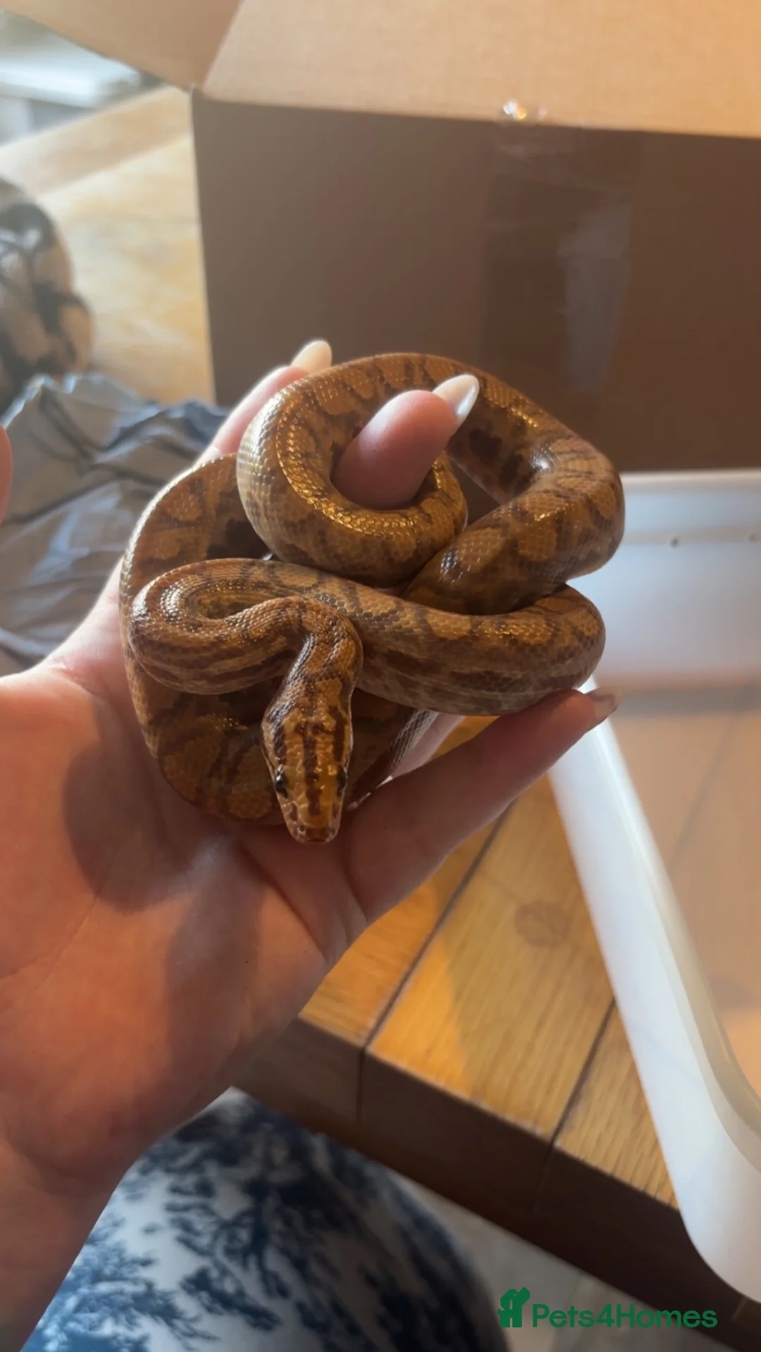 Mixed Breed reptiles for sale: Animal collection  - Advert 1