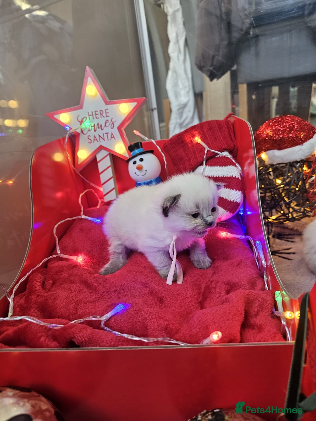 Ragdoll cats for sale: 8 beautiful ragdolls ready for Christmas 🎁 - Advert 8