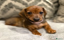 Miniature Dachshund dogs for sale: Miniature Dachshund puppies - Image 10