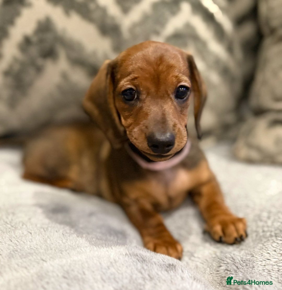 Miniature Dachshund dogs for sale: Miniature Dachshund puppies - Image 10