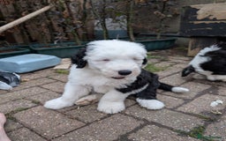Sheepadoodle dogs for sale: Sheepadoodle puppies  in Morecambe - Image 15