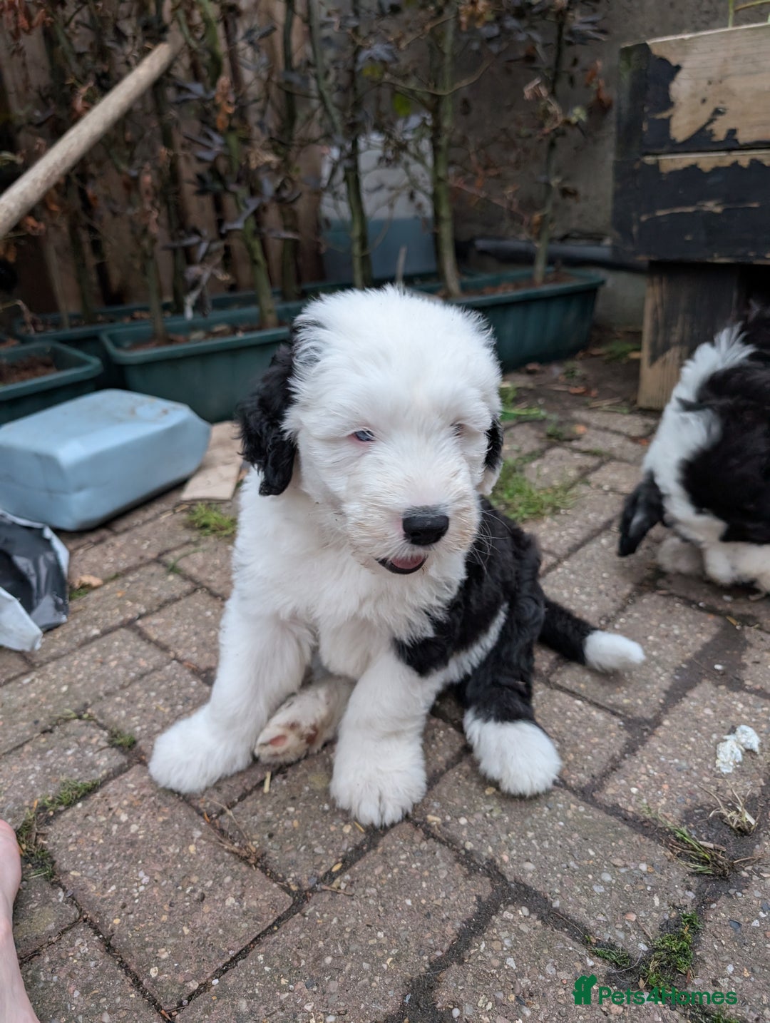 Sheepadoodle dogs for sale: Sheepadoodle puppies  in Morecambe - Image 15