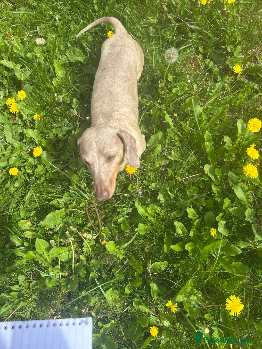 Miniature Dachshund dogs for stud: ⭐️ TRIGGER⭐️ smooth hair Isabella & Tan STUD in Mexborough - Advert 33