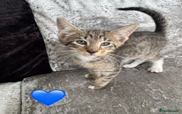 Mixed Breed cats for sale: Cute Kittens (all available) 5 female and 4 male - Image 4