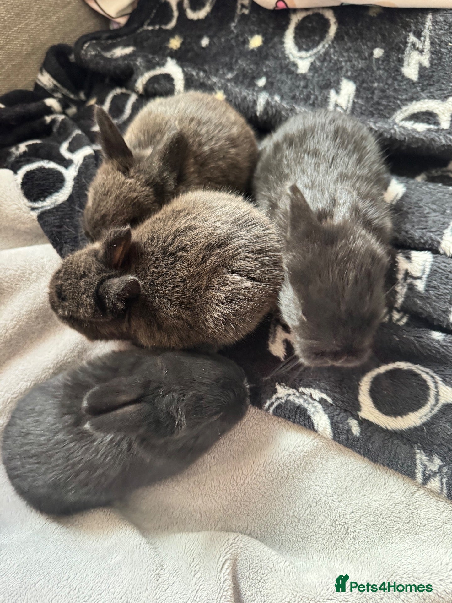 Mixed Breed rabbits for sale: Baby rabbits £50 for 2 - Advert 1