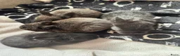 Mixed Breed rabbits for sale: Baby rabbits £50 for 2 in Leigh - Advert 1