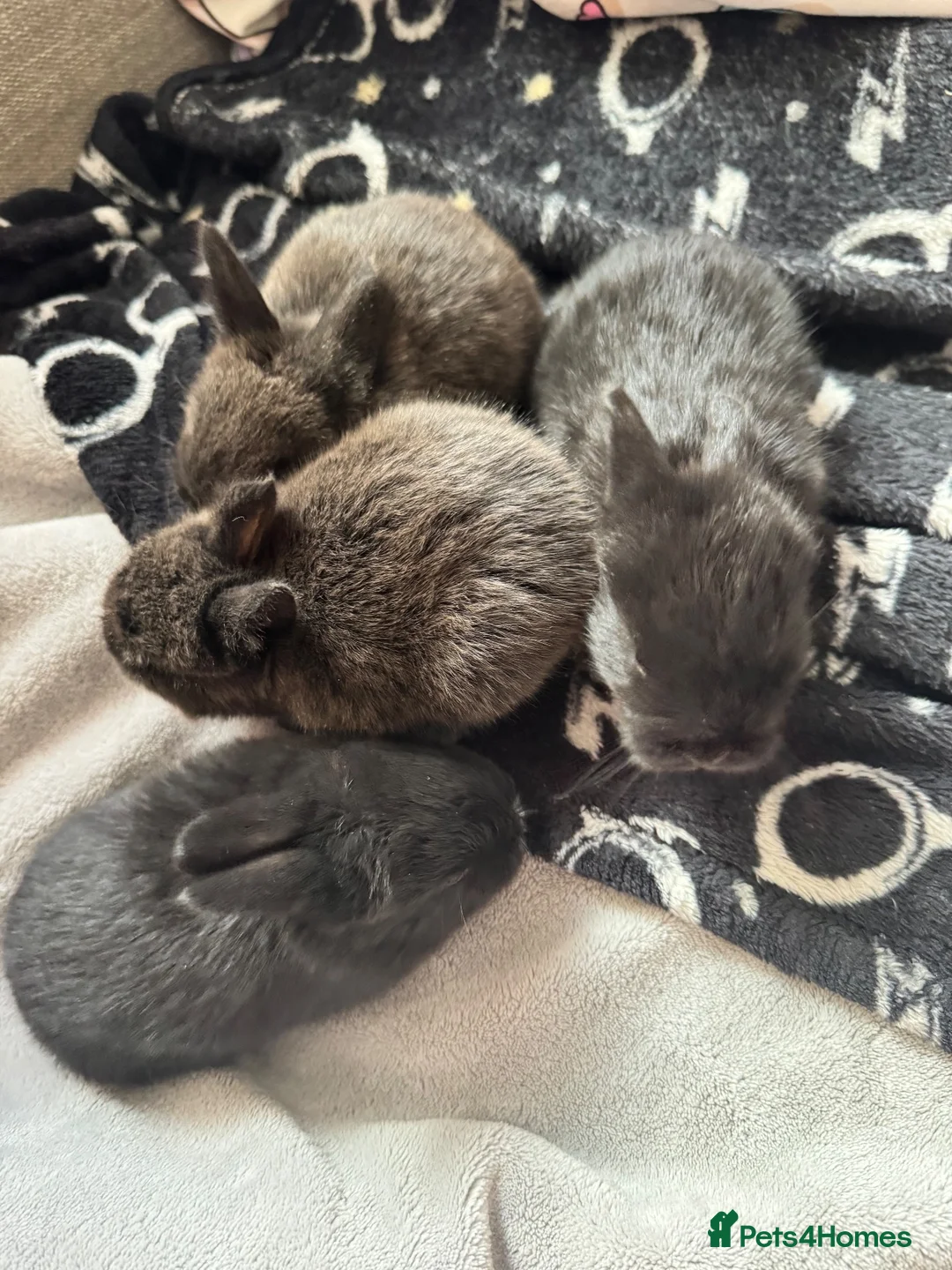 Mixed Breed rabbits for sale: Baby rabbits £50 for 2 in Leigh - Advert 1