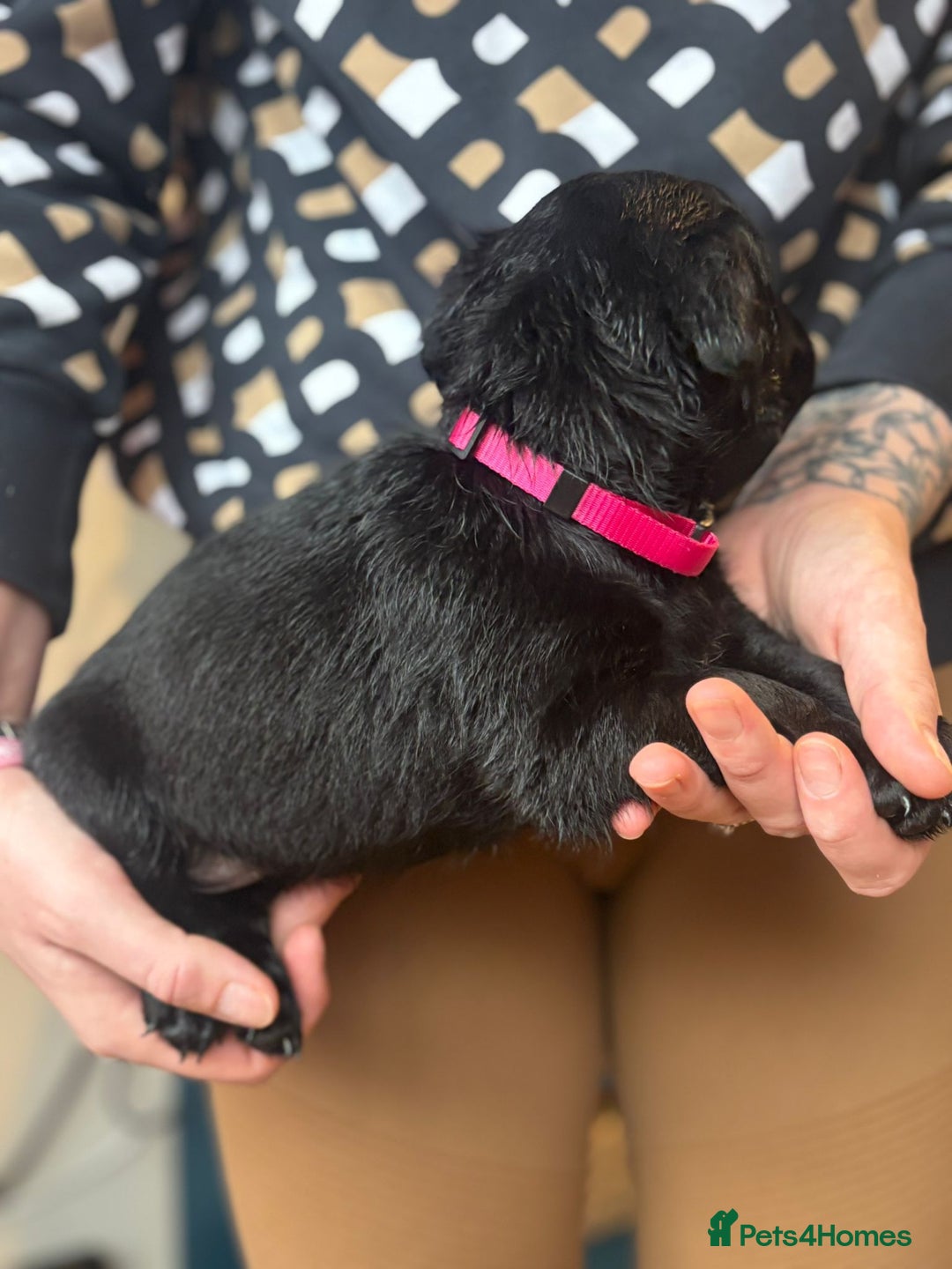 Mixed Breed dogs for sale: Doxiepoos  - Image 10