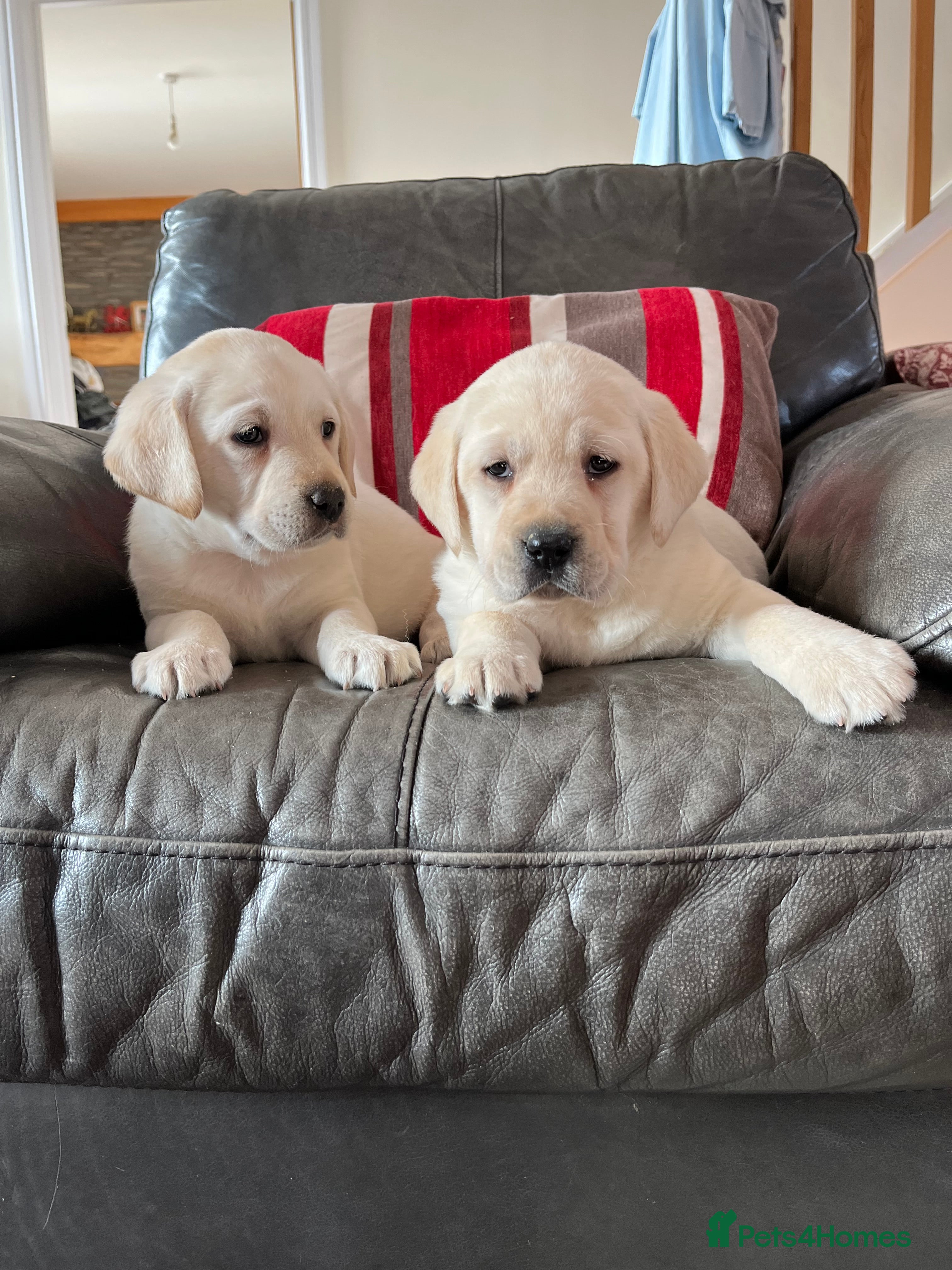 Labrador Retriever dogs Hip scored fully HEALTH TESTED 0 co-eff chunky 🐶  - Advert 1