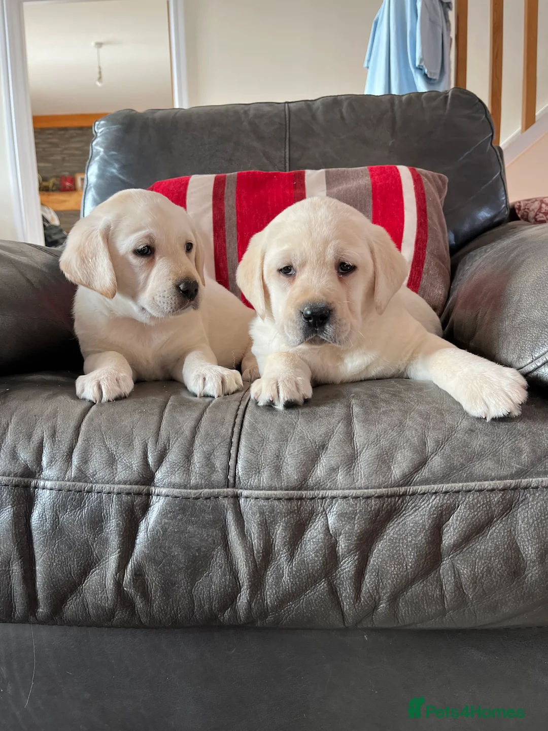 Labrador Retriever dogs for sale: Hip scored fully HEALTH TESTED 0 co-eff chunky 🐶  - Advert 1