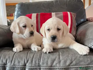 Labrador Retriever dogs Hip scored fully HEALTH TESTED 0 co-eff chunky 🐶 - Advert 1