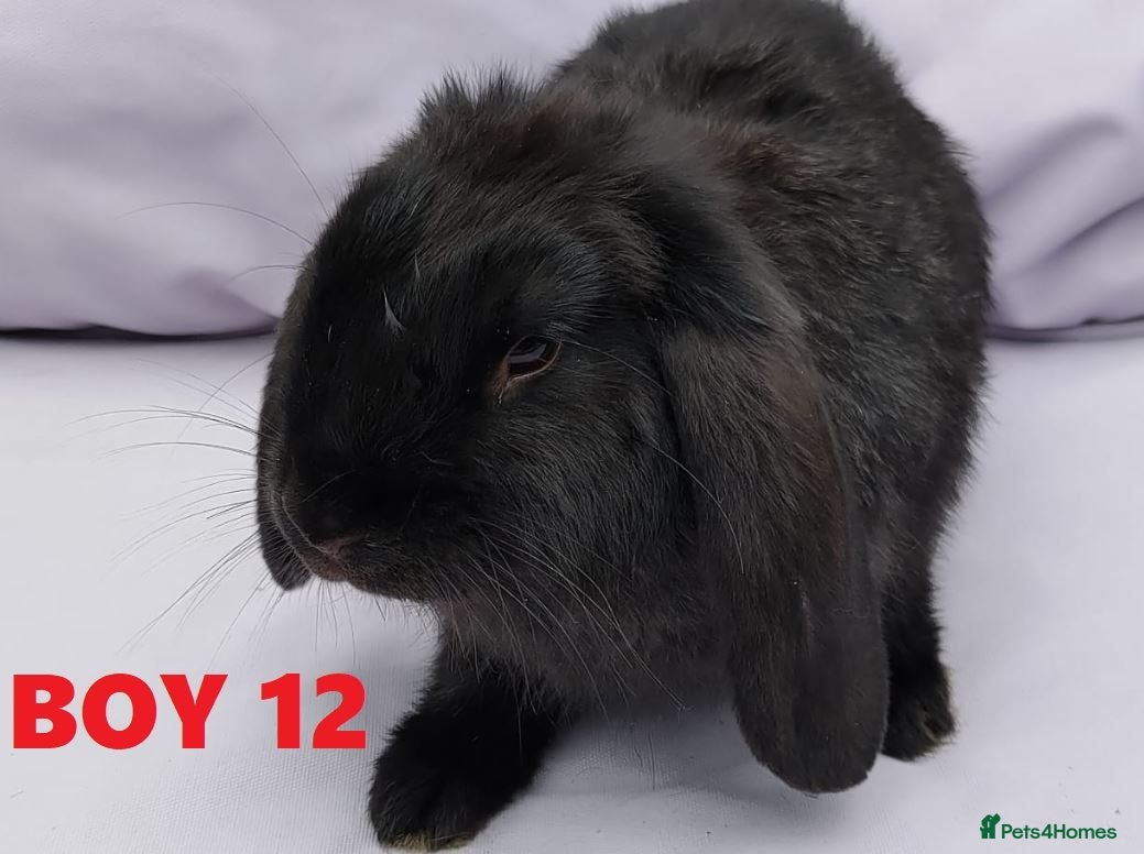 Mini Lop rabbits Cute French x Mini Lop Ready to Go. Must Read Pls! - Advert 2