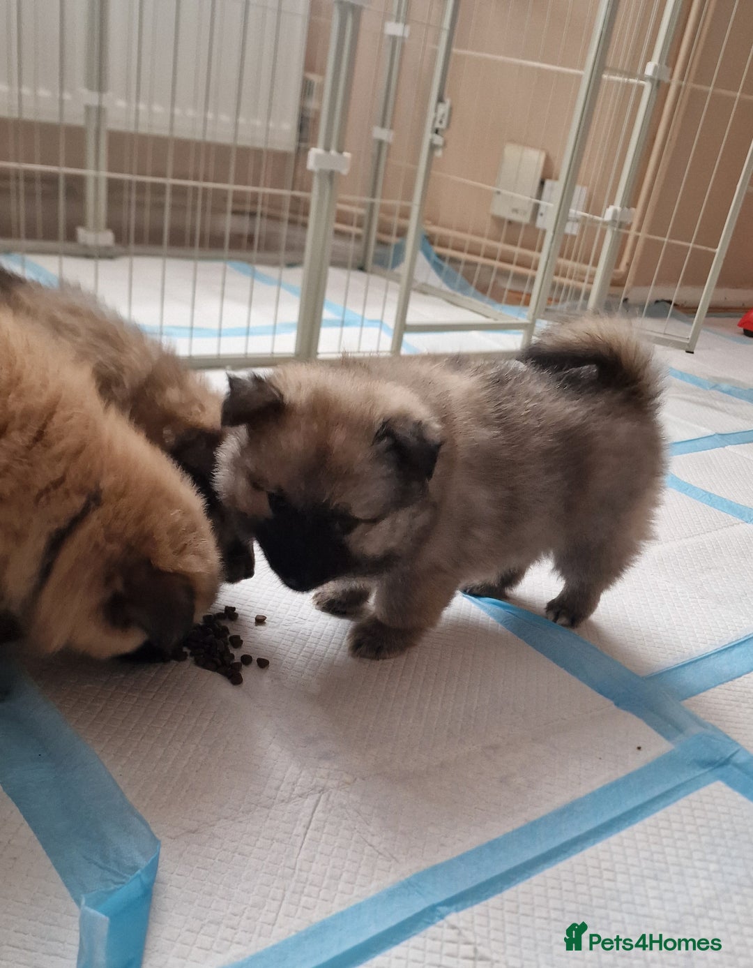Mixed Breed dogs for sale: Puppie girl - Image 3