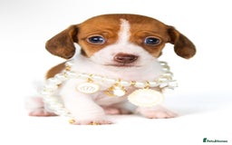 Miniature Dachshund dogs for sale: Quality miniature Dachshunds Liverpool  - Image 7