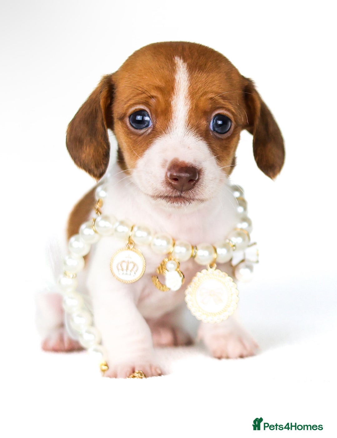 Miniature Dachshund dogs for sale: Quality miniature Dachshunds Liverpool  - Image 7