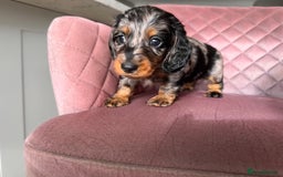 Miniature Dachshund dogs for sale: Beautiful litter of long haired mini dachshunds  - Image 22
