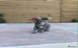 Mixed Breed cats for sale: Kittens ready to now - Image 1