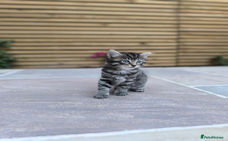 Mixed Breed cats - Advert 12