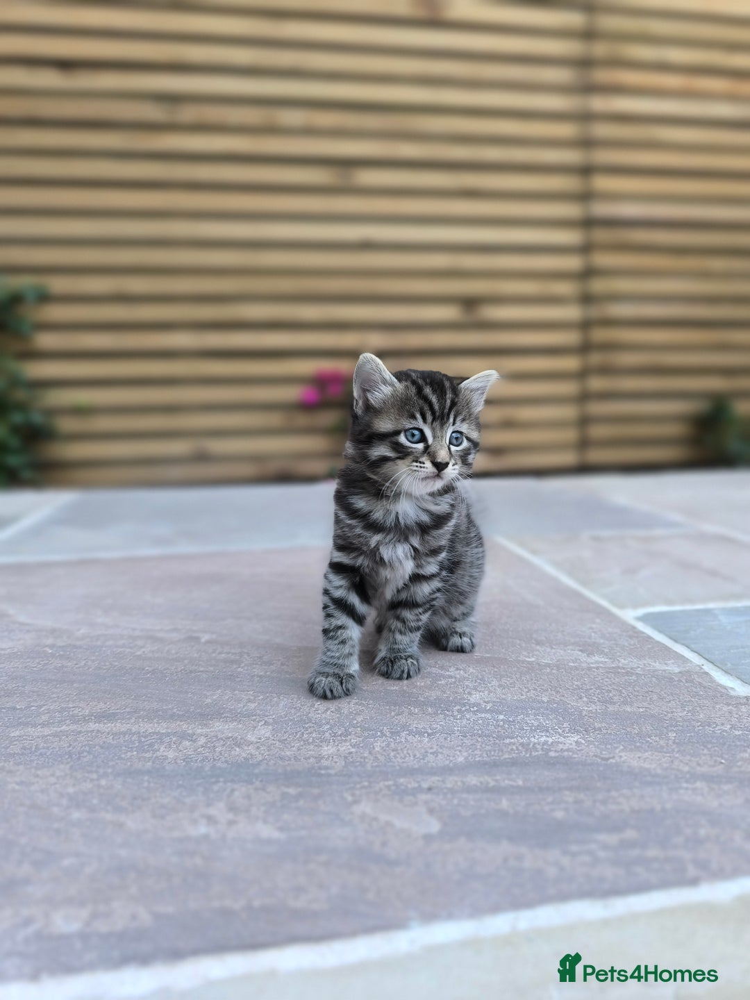 Mixed Breed cats for sale: Kittens ready to now - Image 1