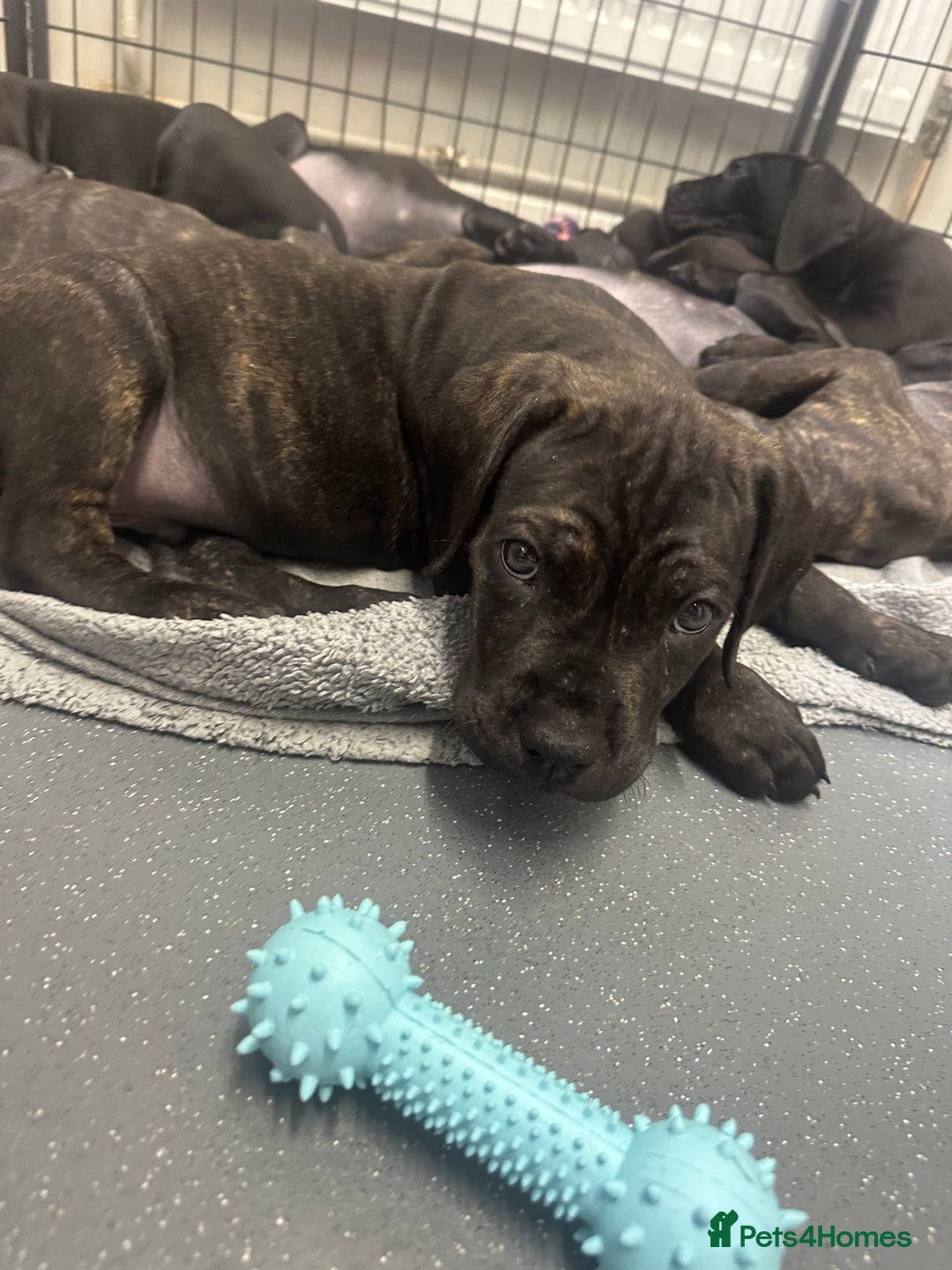 Cane Corso dogs for sale: READY REDUCED CANE CORSO - Image 3
