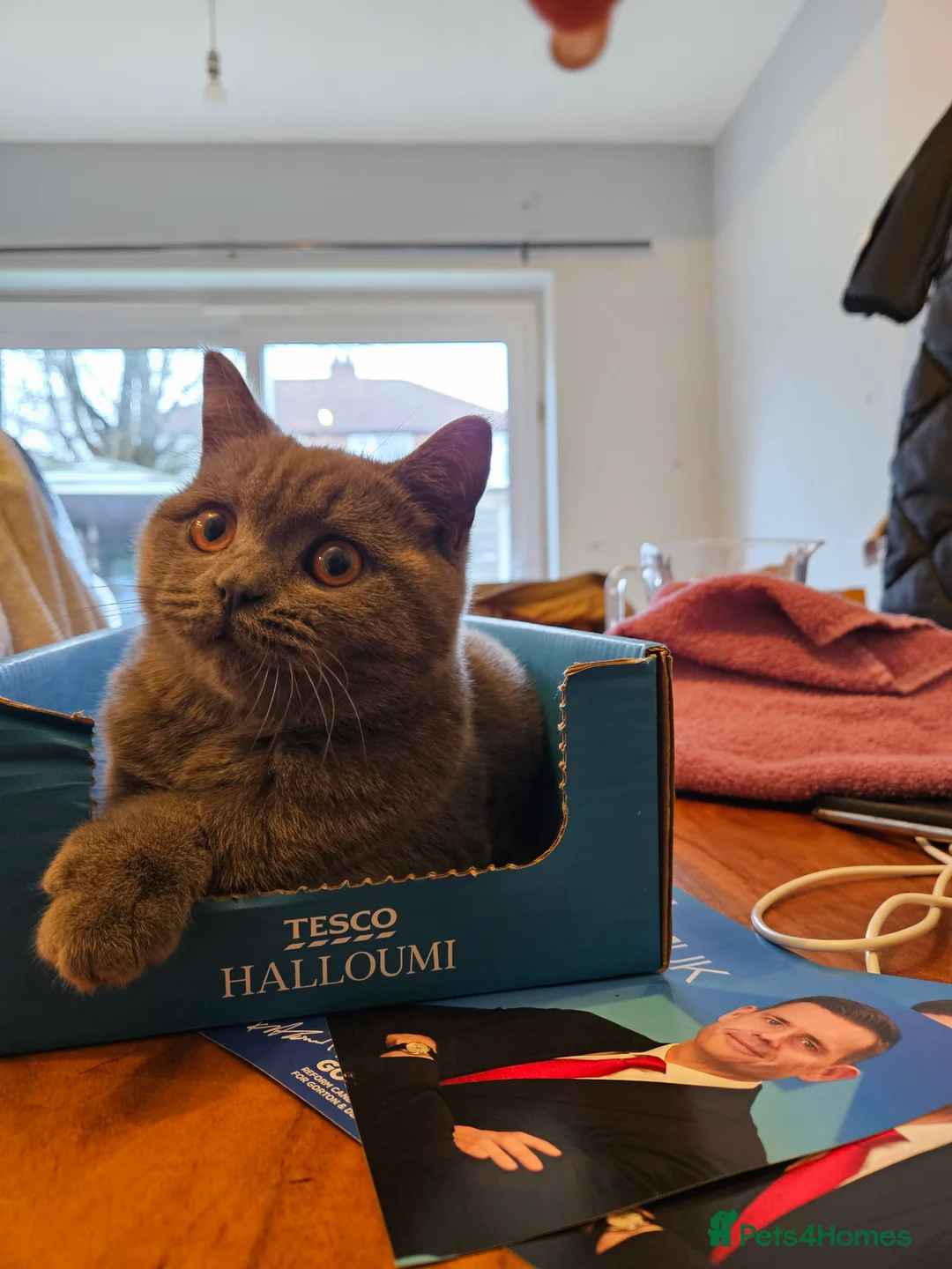 British Shorthair cats for sale: British Shorthair Blue Kittens – 21 weeks osd BSB - Advert 1