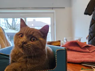 British Shorthair cats British Shorthair Blue Kittens – 21 weeks osd BSB - Advert 1