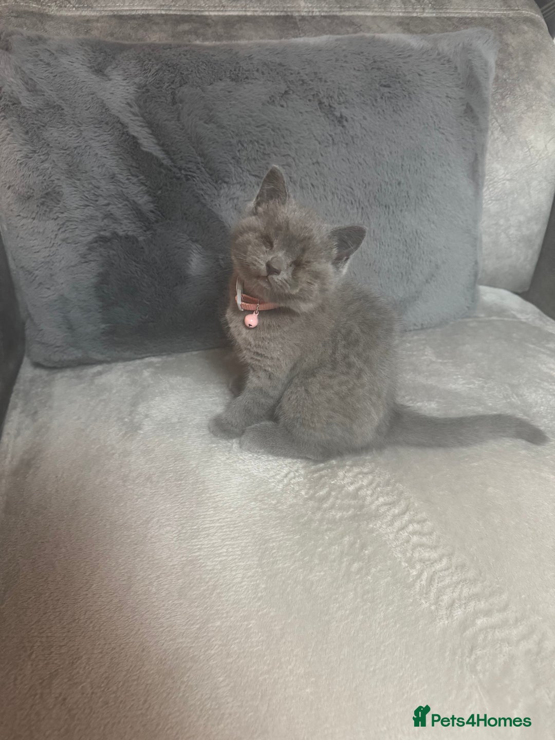 British Shorthair cats for sale: Female British shorthair kittens  - Image 5