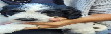 Cockapoo 3