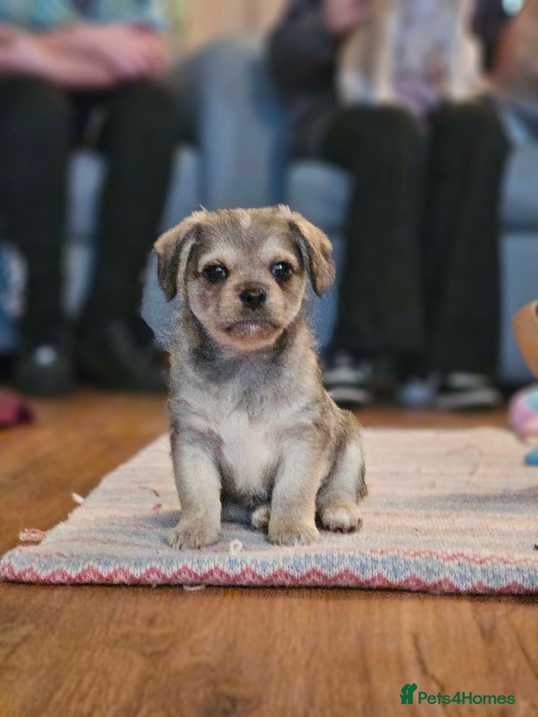 Mixed Breed dogs for sale: Beautiful little boy - Advert 2