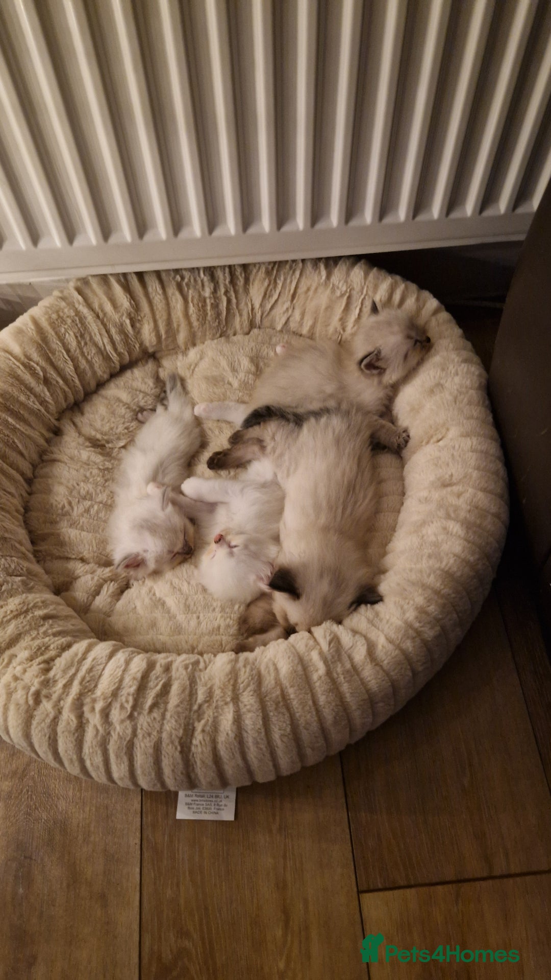 Ragdoll cats for sale: Ragdoll kittens - Advert 9