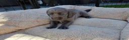 Weimaraner dogs for sale: Weimaraner blue in Hull - Advert 4