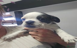 Pug dogs for sale: Stunning quality frug puppies -SOLD - Image 12
