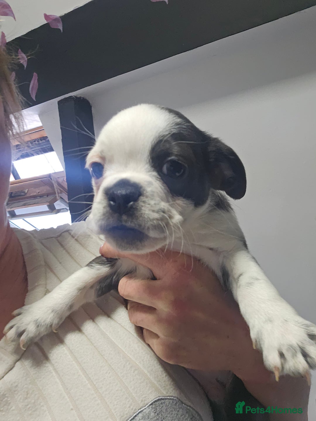 Pug dogs for sale: Stunning quality frug puppies -SOLD - Image 12