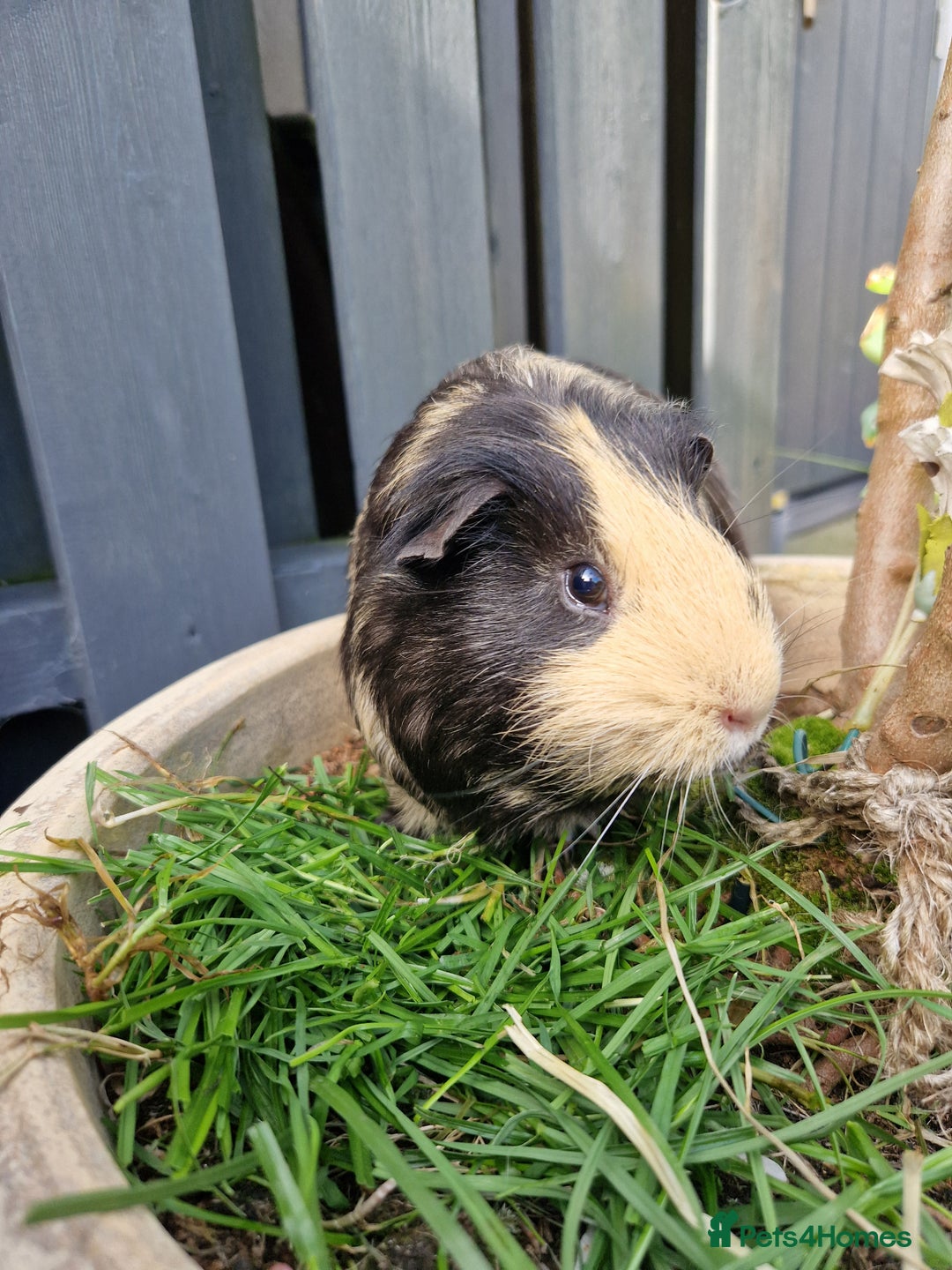 Guinea Pig rodents for sale: Handsome shelte male  - Image 5