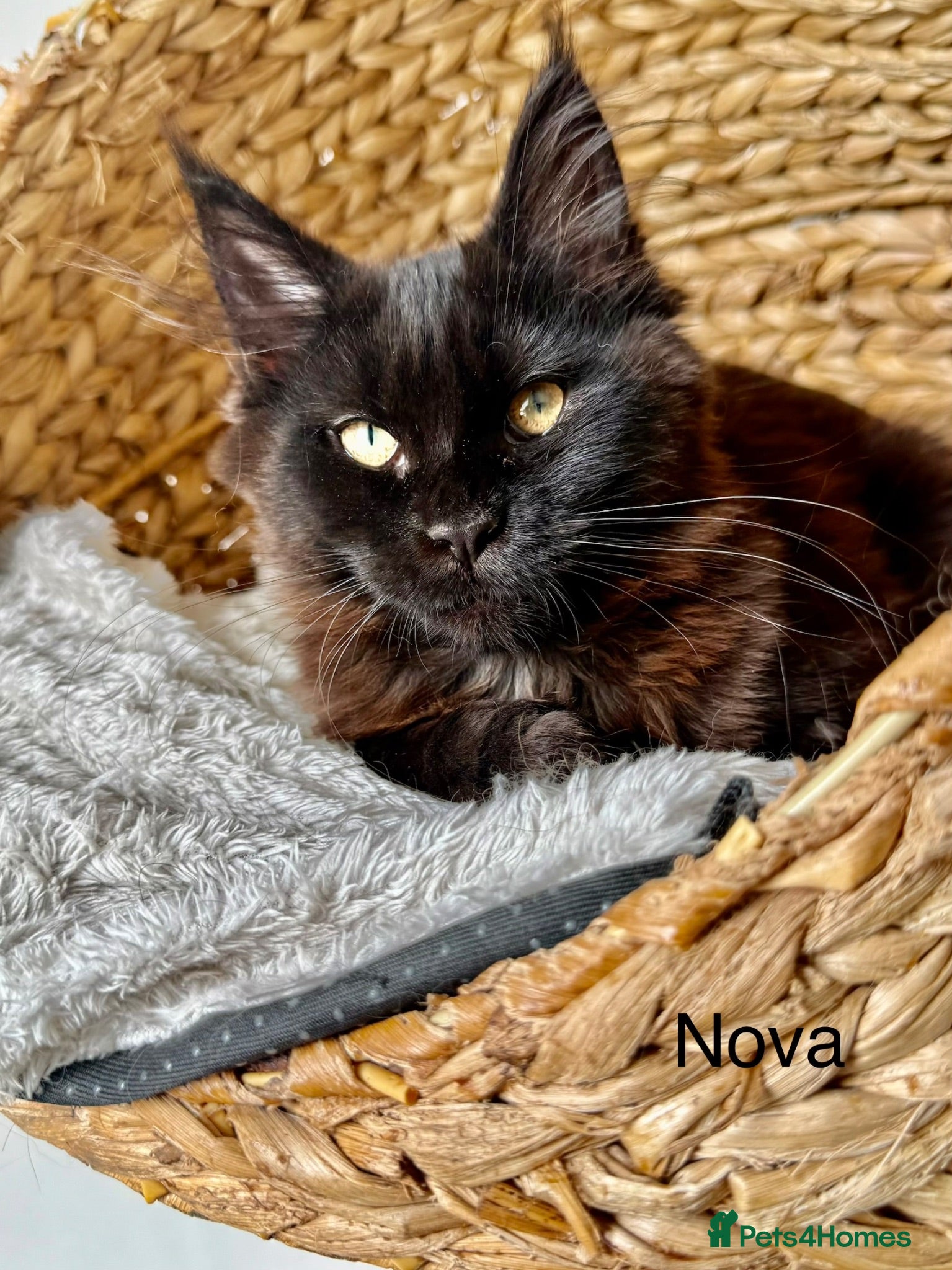 Maine Coon cats 🐾Tica registered Maine Coon Kittens Available 🐾 - Advert 2