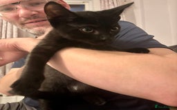 Domestic Shorthair cats for sale: 2 Female Kittens  - Image 18