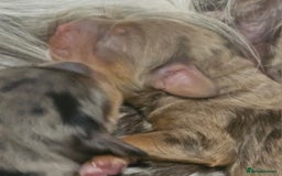 Cockapoo dogs for sale: The best cockapoos  - Image 3