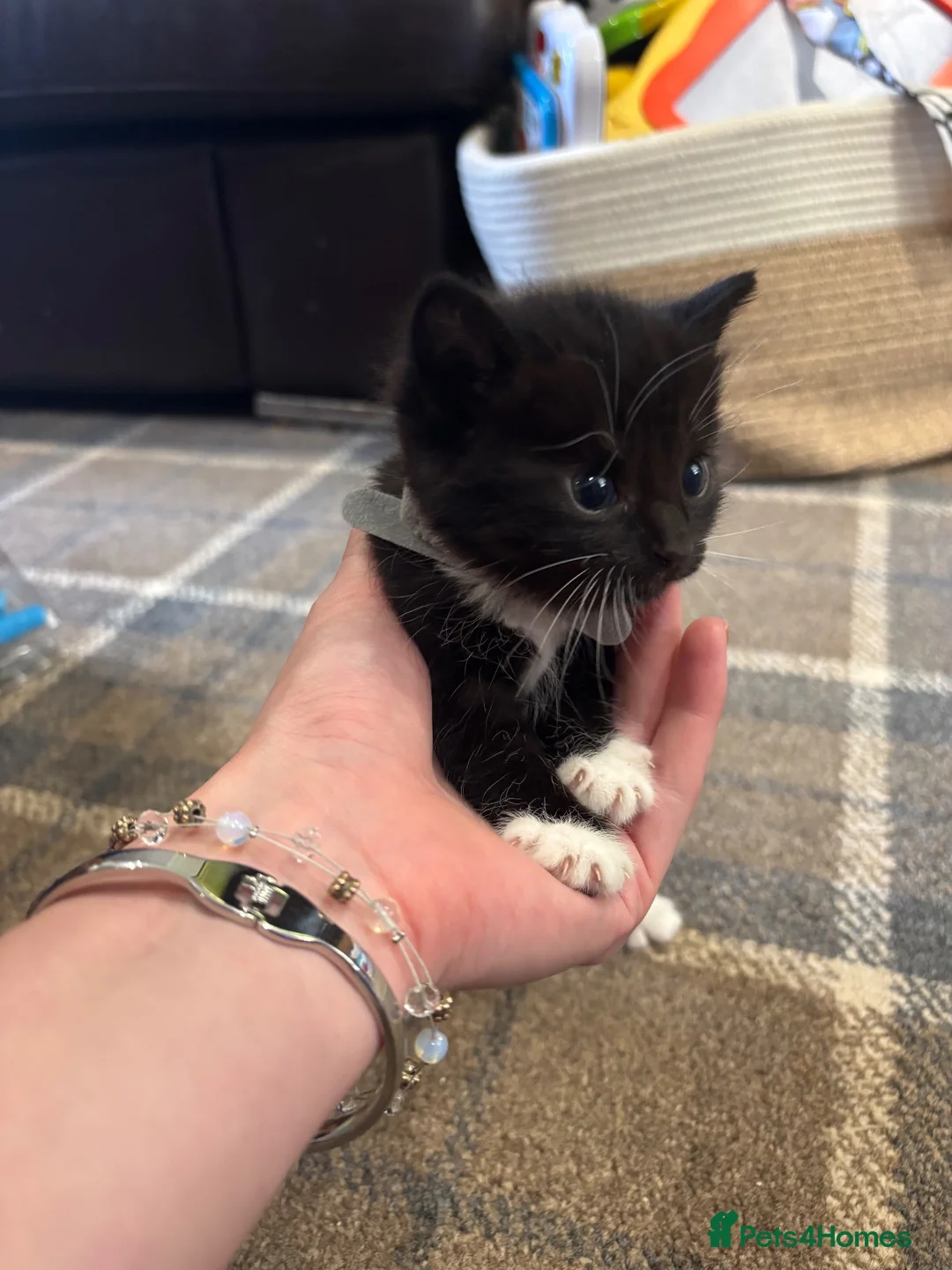 Mixed Breed cats for sale: Beautiful kittens for sale - Advert 16