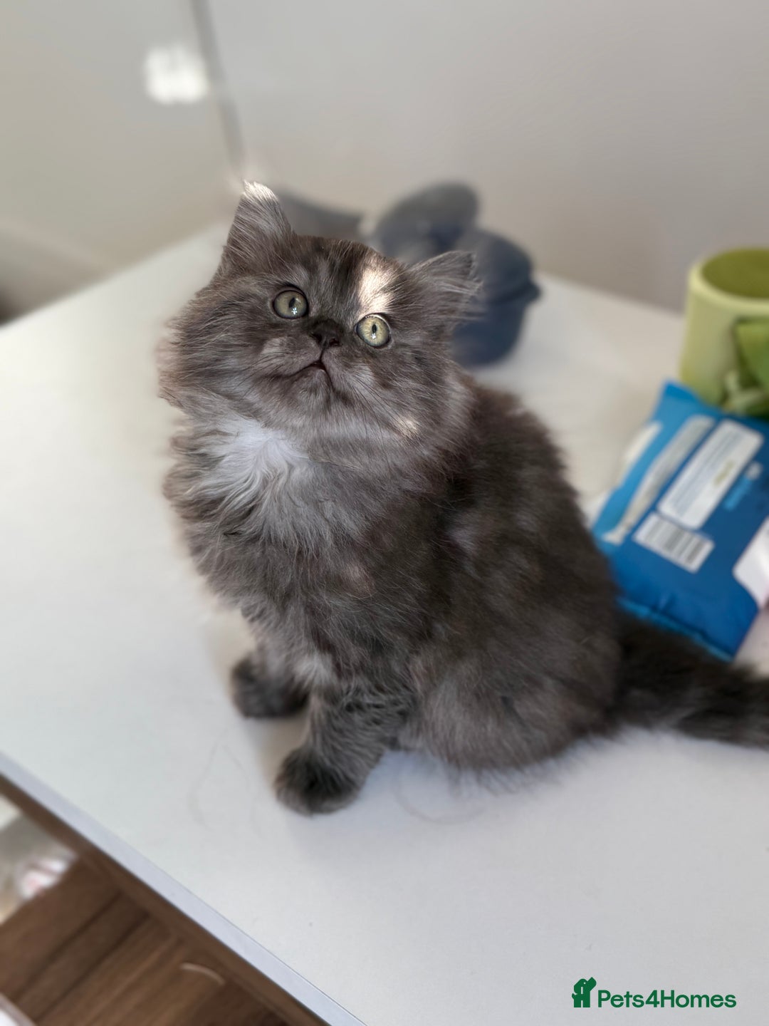 Persian cats for sale: Persian  - Advert 7