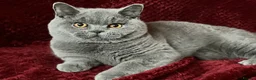 British Shorthair cats for sale: GCCF British Shorthair Boy Stunning Amber Eyes Now - Advert 1