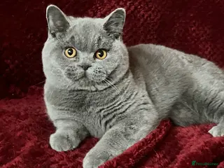 British Shorthair cats GCCF British Shorthair Boy Stunning Amber Eyes Now - Advert 1